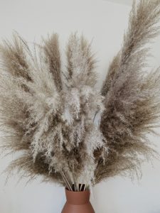 Pampas natural